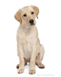 Labrador retriever rasprofil (uppdaterad)