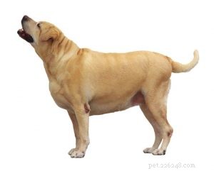 Labrador Retriever-rasprofiel (bijgewerkt)
