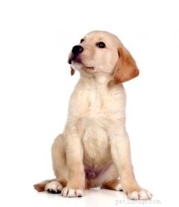 Labrador Retriever-rasprofiel (bijgewerkt)