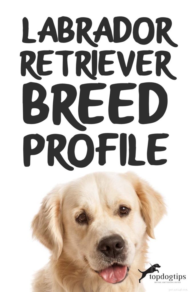 Profilo di razza Labrador Retriever (aggiornato)