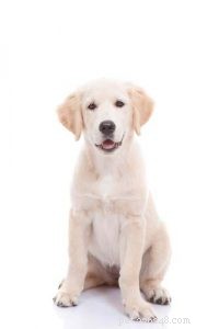 Profilo di razza Labrador Retriever (aggiornato)