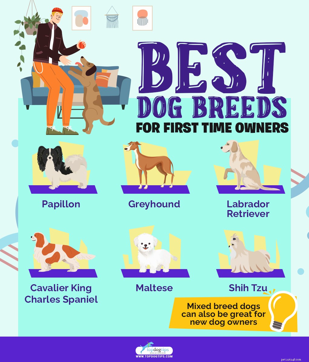 10 piores raças de cães para donos de primeira viagem
