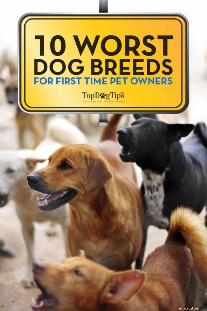 Les 10 pires races de chiens pour les nouveaux propriétaires