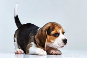 Beagle-rasprofiel (bijgewerkt)