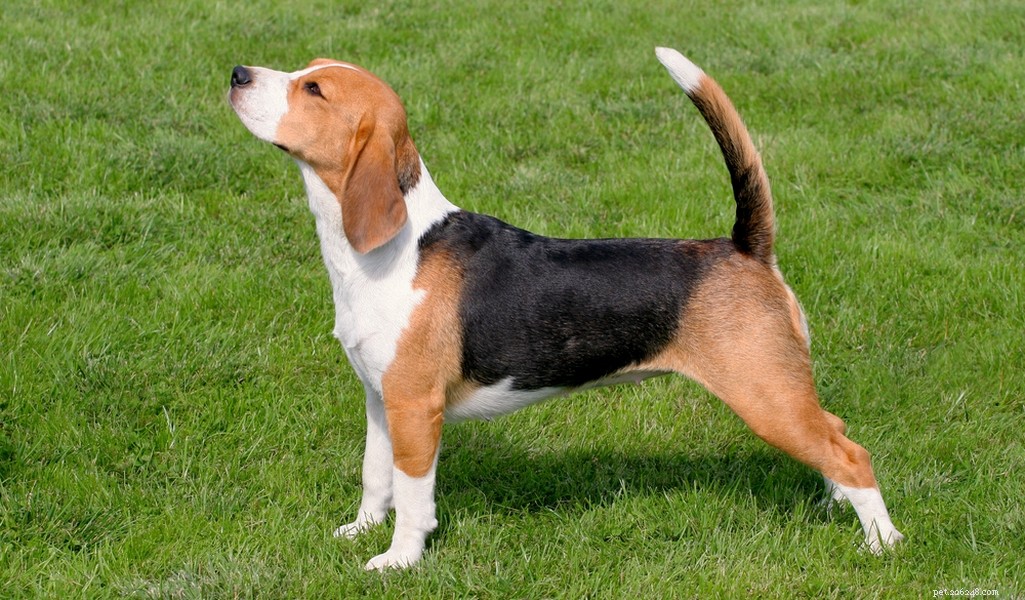 Beagle rasprofil (uppdaterad)