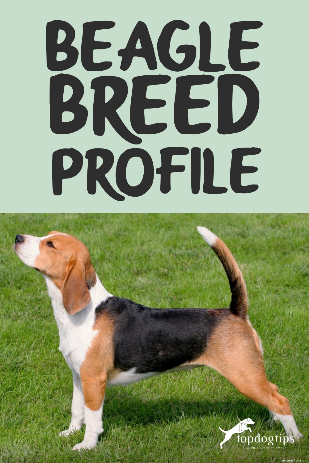 Perfil da raça Beagle (atualizado)
