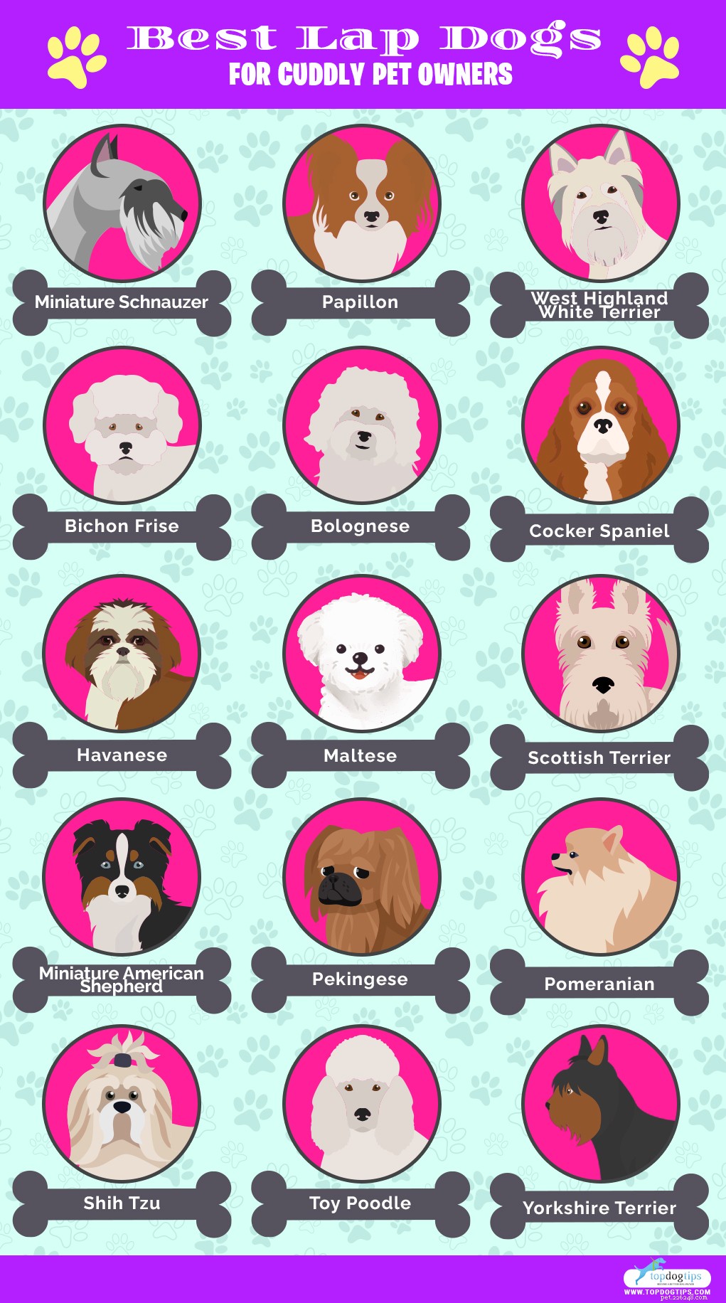 30 migliori cagnolini per i proprietari di animali da compagnia