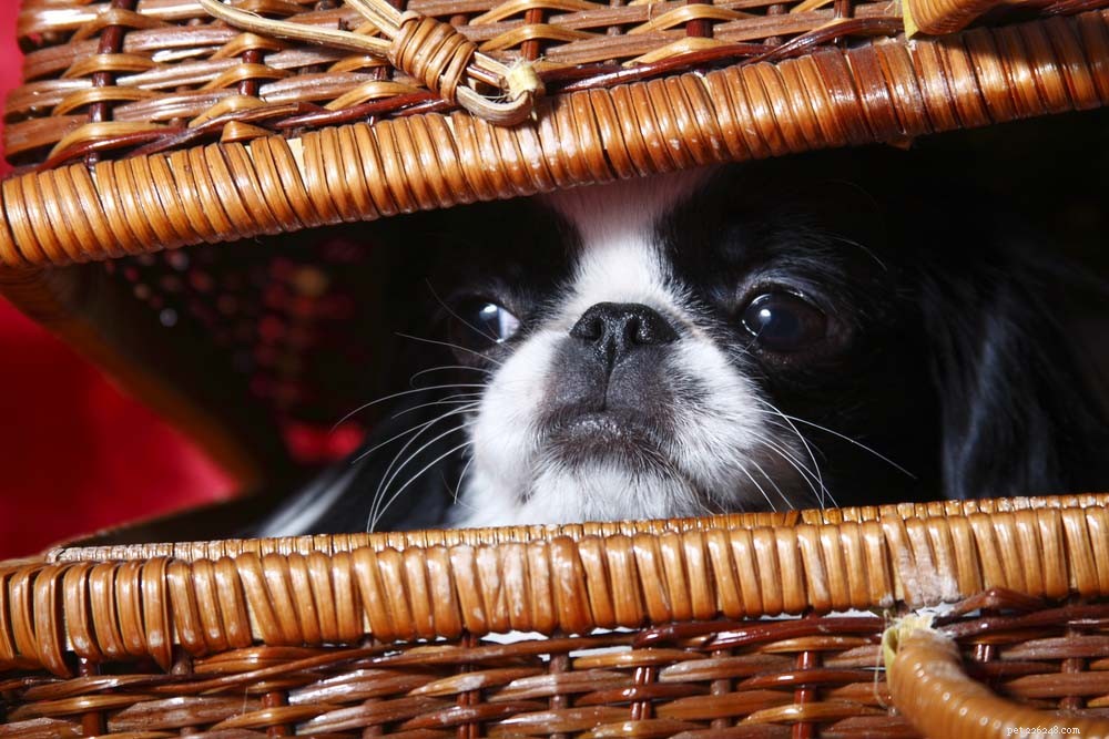 30 bästa knähundar för gosiga husdjursägare