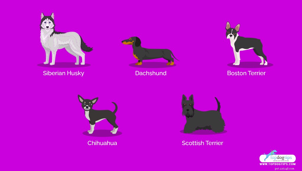 15 nejtvrdohlavějších psích plemen (obtížně vycvičitelné)