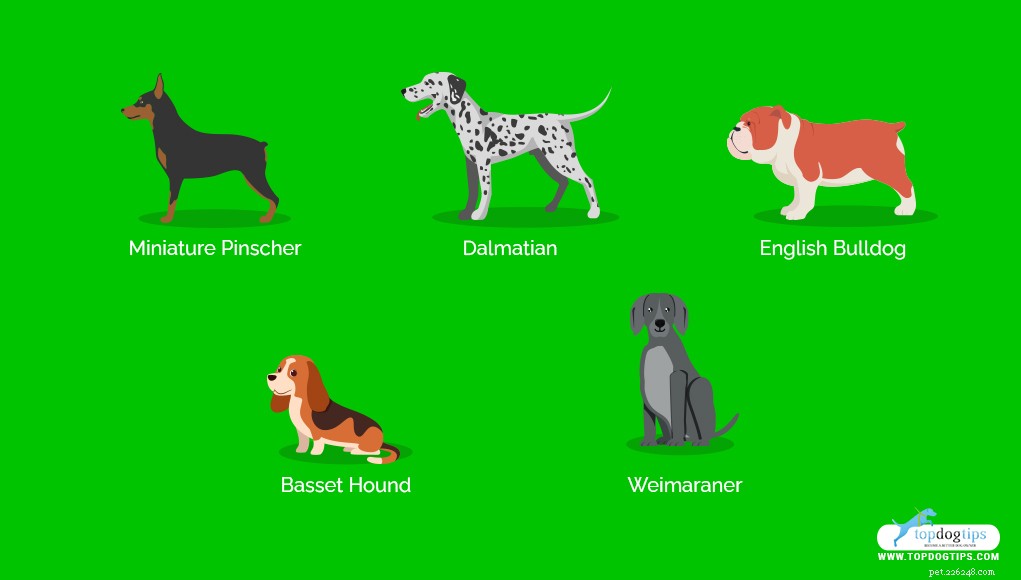 15 mest envisa hundraser (svårt att träna)