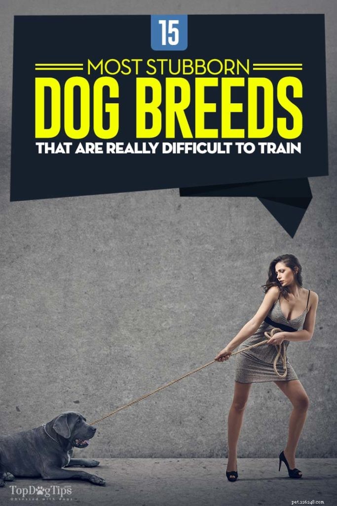 15 raças de cães mais teimosas (difíceis de treinar)