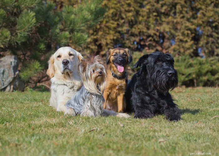 混合vs純血種の犬種：あなたに最適な犬種 