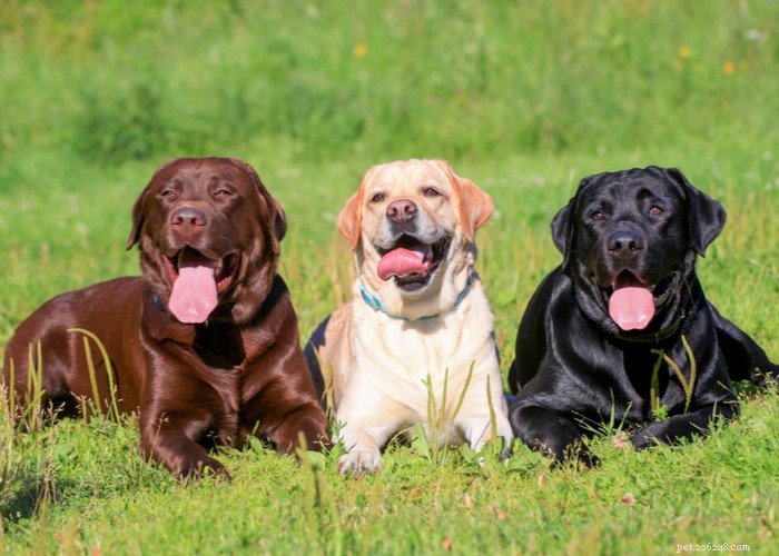 Blandade vs renrasiga hundraser:Vilken är den bästa för dig