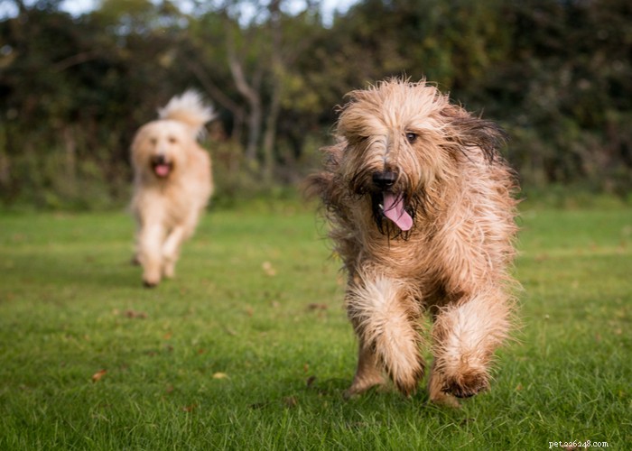 Blandade vs renrasiga hundraser:Vilken är den bästa för dig