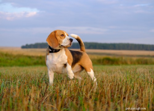 Zeventien van de gezondste middelgrote en kleine hondenrassen