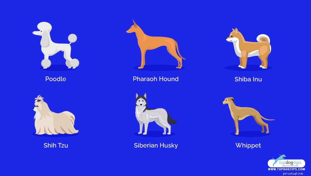Dix-sept des races de chiens de taille moyenne et petite les plus saines