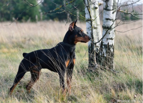 Dix-sept des races de chiens de taille moyenne et petite les plus saines