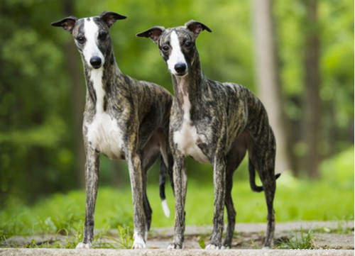 Diciassette delle razze di cani di taglia media e piccola più sane