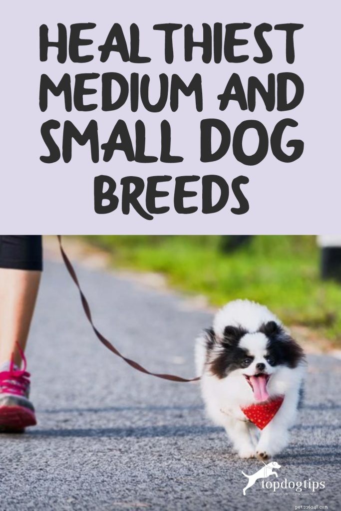Zeventien van de gezondste middelgrote en kleine hondenrassen