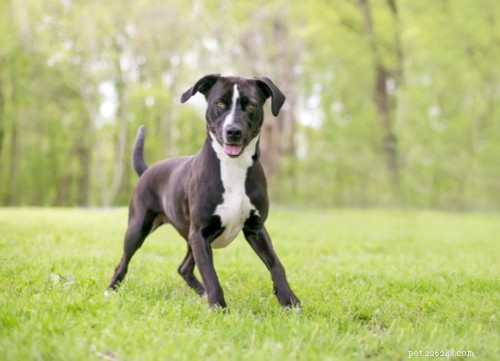 10 raças de cães surpreendentemente perigosas se não forem treinadas adequadamente