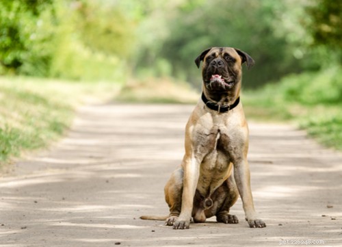 10 överraskande farliga hundraser om de inte tränas på rätt sätt