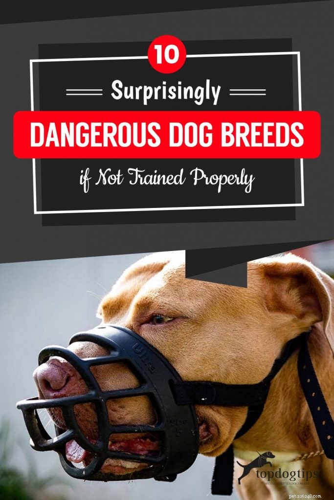 10 verrassend gevaarlijke hondenrassen als ze niet goed zijn opgeleid