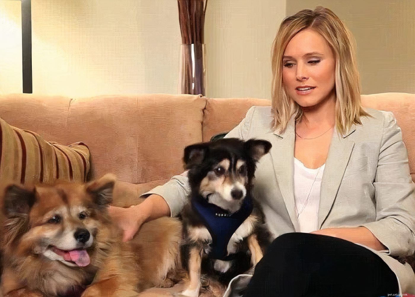Лук Вау! 15 голливудских знаменитостей и их собаки