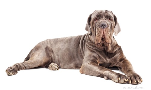 20 самых древних пород собак