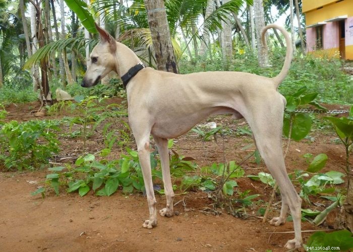 Indiase hondenrassen die u waarschijnlijk niet kent