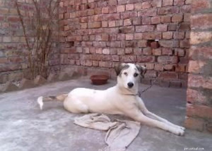 Indiase hondenrassen die u waarschijnlijk niet kent