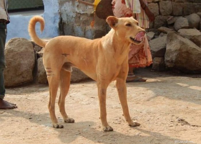 Races de chiens indiens que vous ne connaissez probablement pas