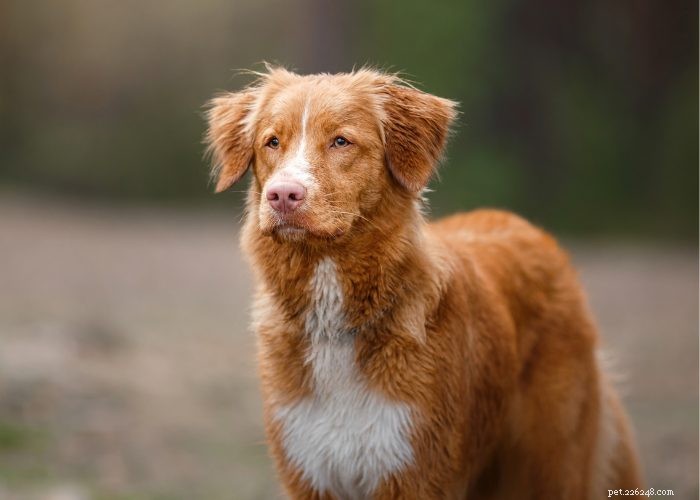 15 Red Dog Breeds Just for You！