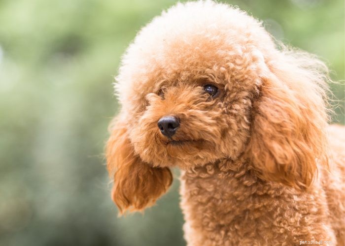 15 Red Dog Breeds Just for You！