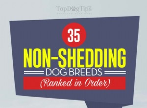 Icke-fällande hundraser (ranking av hundarna som inte fäller)