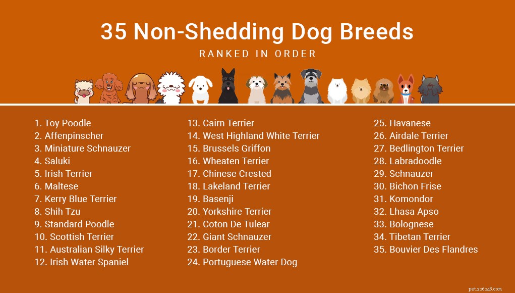 Raças de cães que não soltam pelo (classificação dos cães que não soltam pelo)
