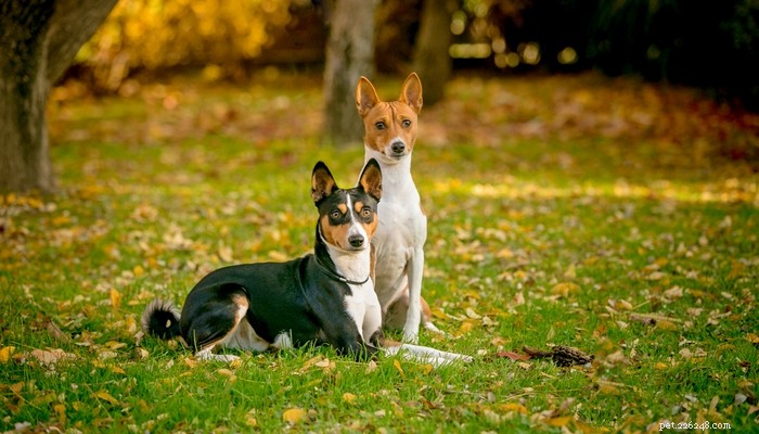 Icke-fällande hundraser (ranking av hundarna som inte fäller)
