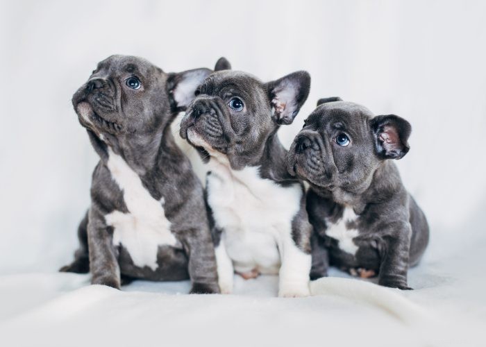 Le 15 migliori razze di cani di piccola taglia che non perdono né abbaiano