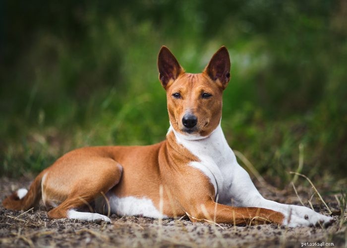 As 15 principais raças de cães pequenos que não soltam pelos ou latem