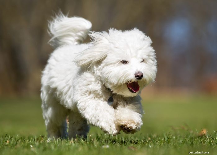 Top 15 kleine hondenrassen die niet verharen of blaffen