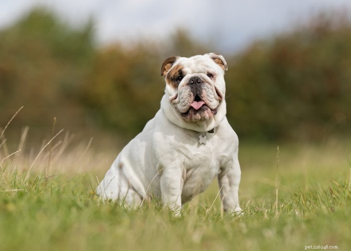 As 15 principais raças de cães pequenos que não soltam pelos ou latem