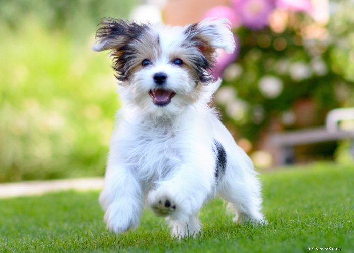 Top 15 små hundraser som inte fäller eller skäller