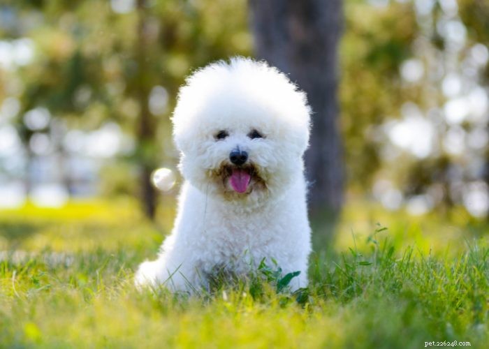 Top 15 des races de petits chiens qui ne muent pas et n aboient pas