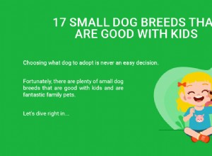 17 små hundraser som är bra med barn