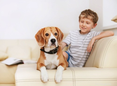 17 races de petits chiens qui s entendent bien avec les enfants