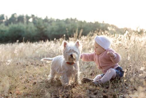 17 raças de cães pequenos que são boas com crianças