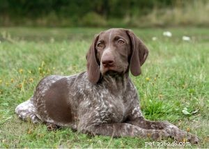 Profilo razza cane da ferma tedesco a pelo corto