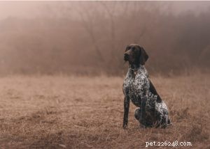 Profilo razza cane da ferma tedesco a pelo corto