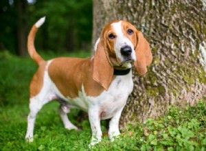 Tudo sobre o Basset Hound:perfil da raça do cão