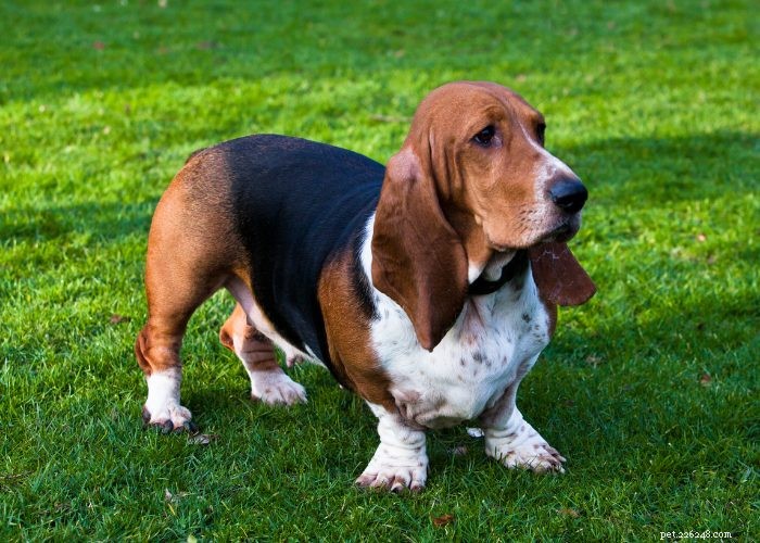 Все о бассет-хаунде:профиль породы собак