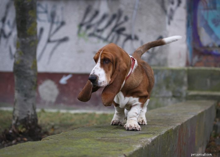 Tutto sul Basset Hound:profilo della razza canina